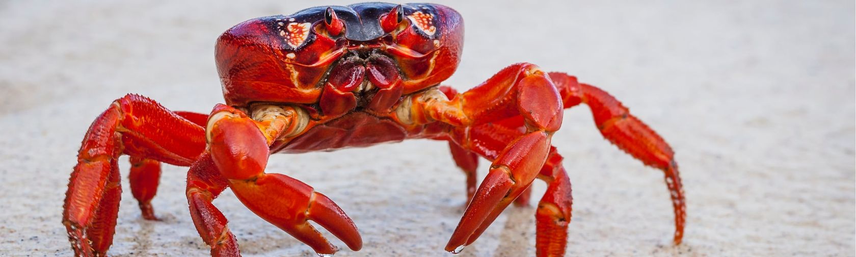 One of our millions of red crabs. Photo: Wondrous World Images