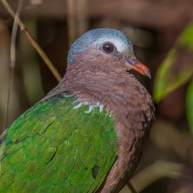 Emerald dove. Photo: Wondrous World Images