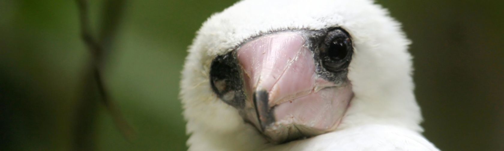 Abbott's Booby. Photo: Ian Montgomery / Christmas Island Tourism Association