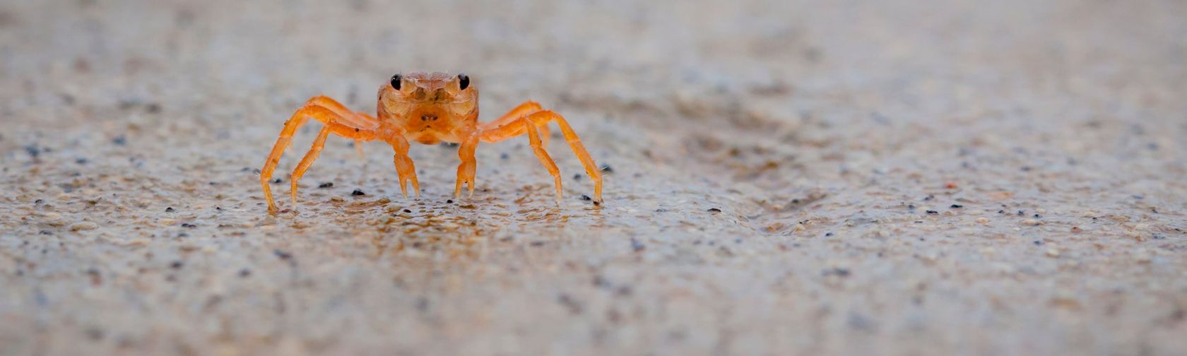 Baby red crab. Photo: Wondrous World Images