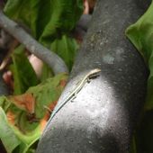 Skink| credit parks australia.