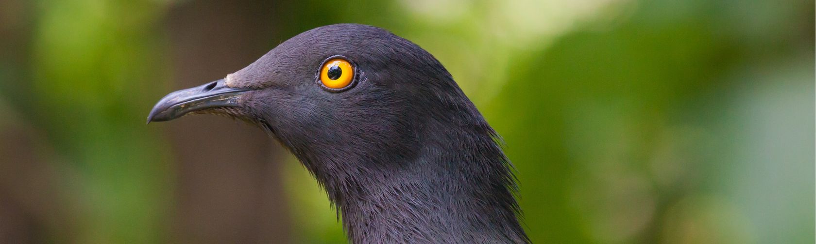 Imperial pigeon. Photo: Wondrous World Images