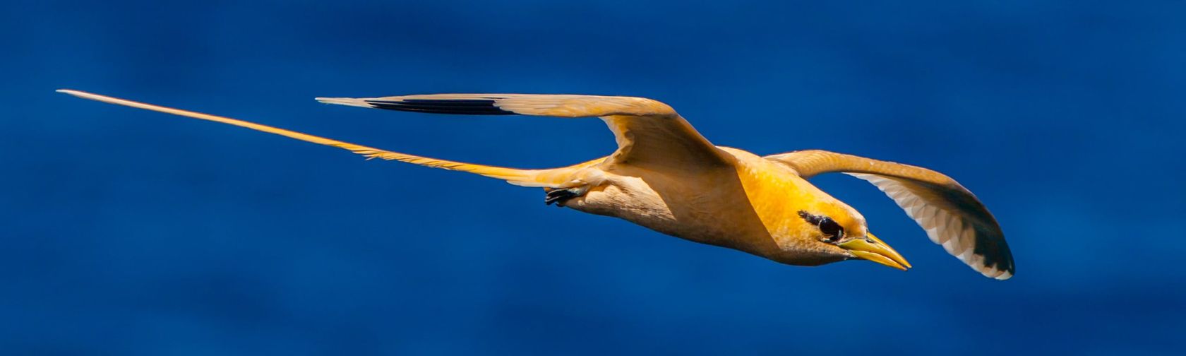 Golden bosun (white-tailed tropicbird). Photo: Wondrous World Images