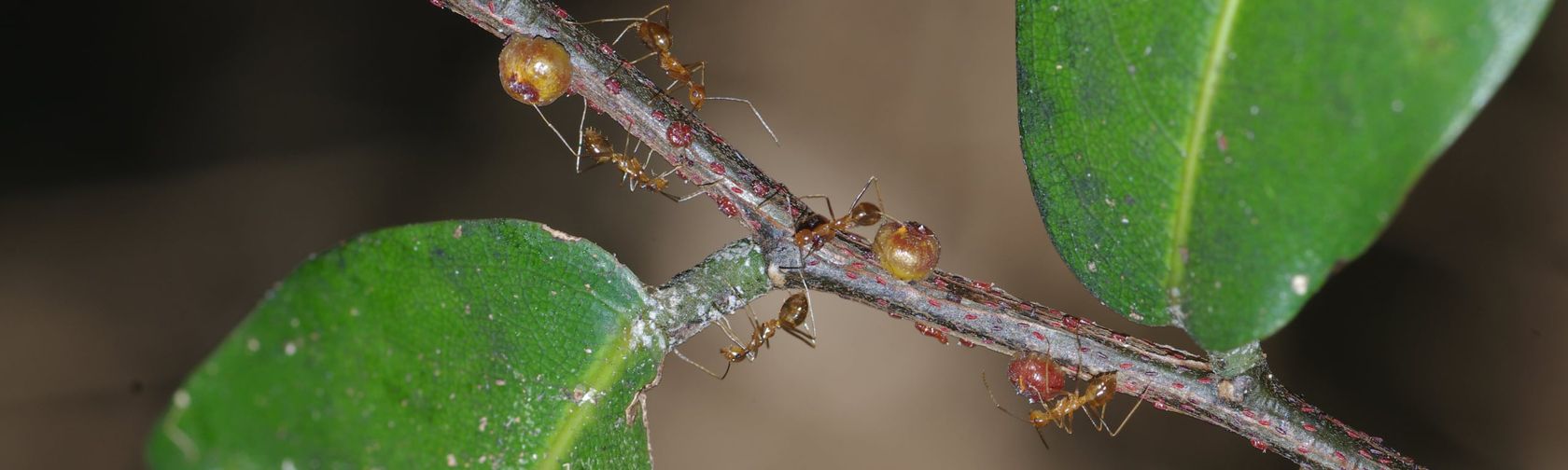 Yellow crazy ants on lac scale insects. Photo: Dr Peter Green, La Trobe University