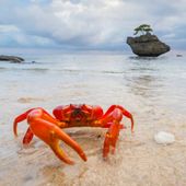 Red crabs - credit Chris Bray