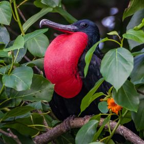 Male frigatebird with gular. Photo: Wondrous World Images