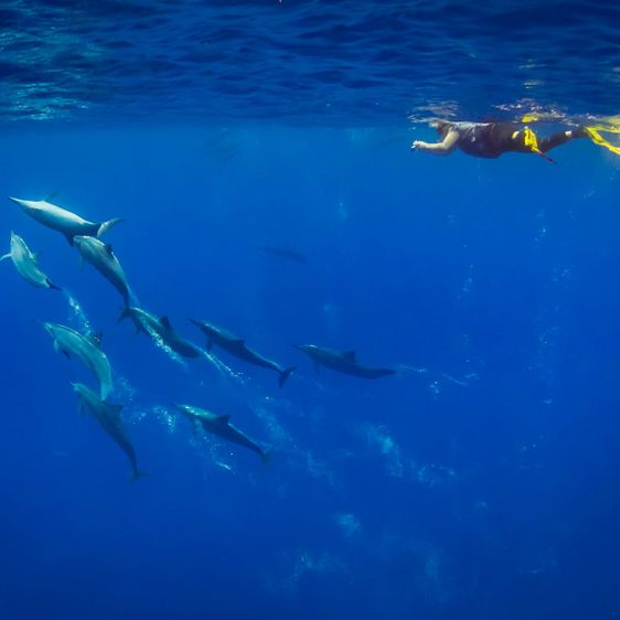 Government christmas check