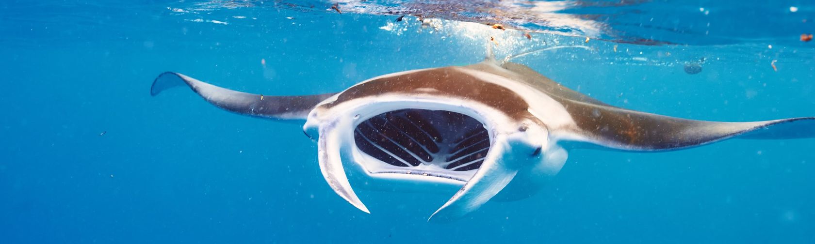 Manta ray.