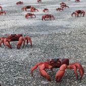 Christmas Island Red Crab Migration