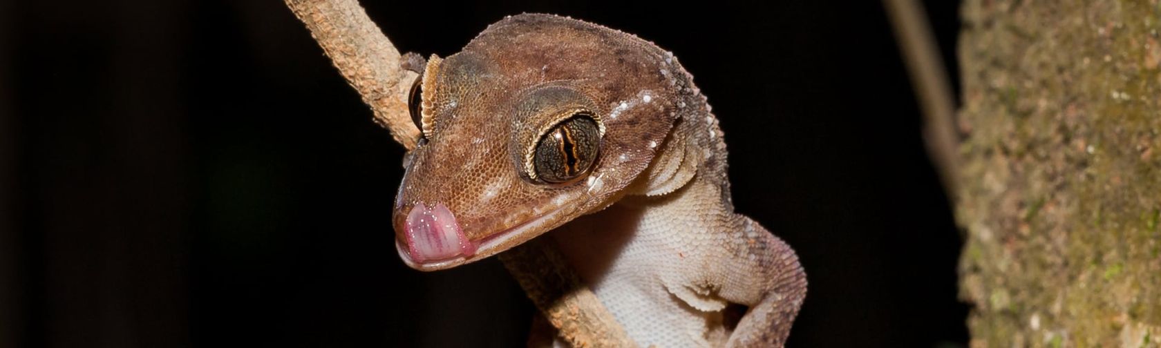 Giant gecko. Photo: Wondrous World Images