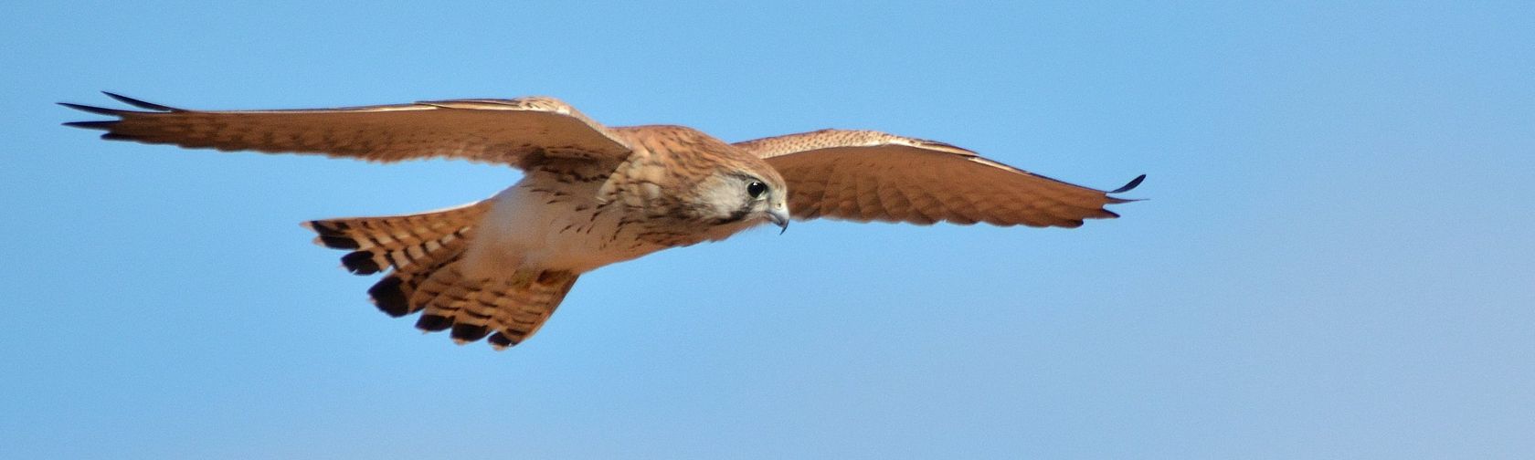 Nankeen kestrel. Photo: Laurie Boyle / CC BY-SA 2.0