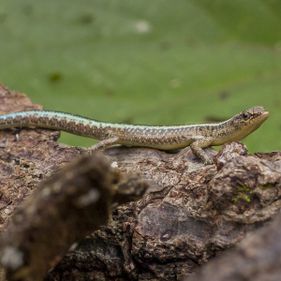 Blue-tailed skink. Photo: Wondrous World Images