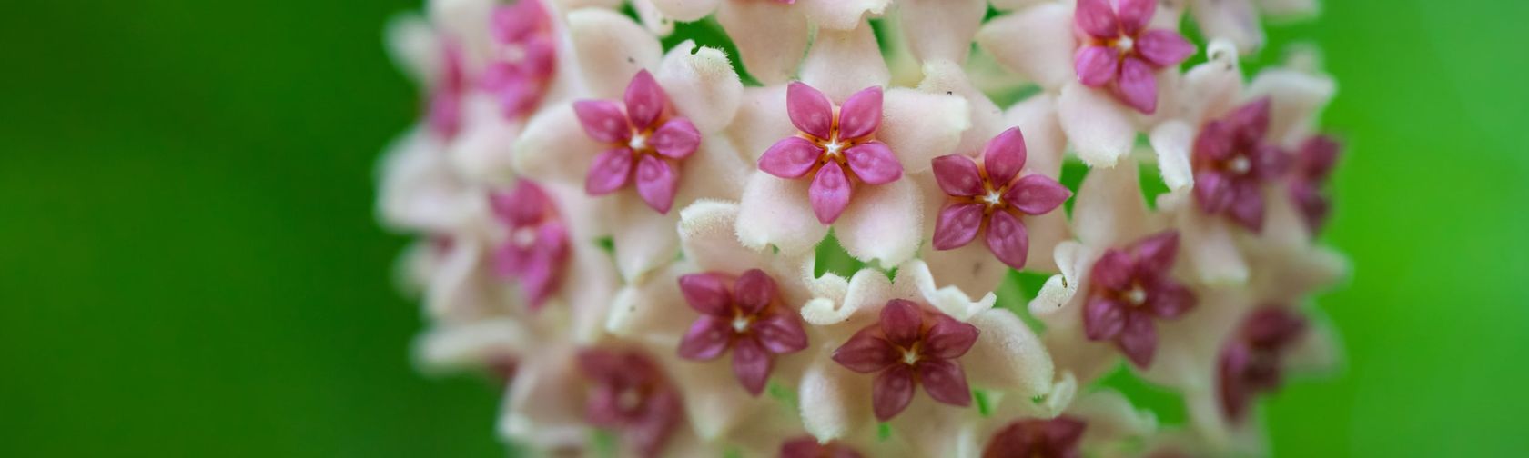 The flowers of Hoya aldrichii, an endemic vine. Wondrous World Images