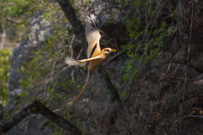 White-tailed tropicbird. Photo: Wondrous World Images.