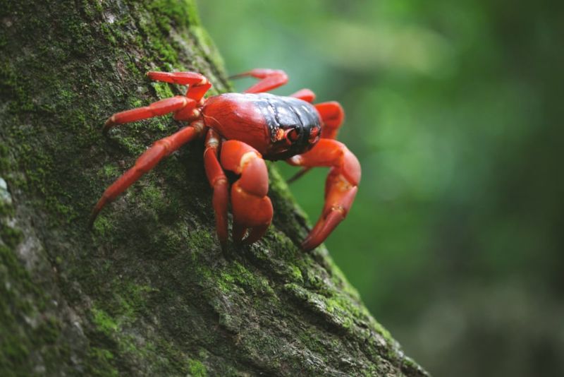 Red crab.