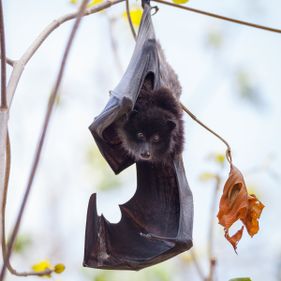 Christmas Island flying fox. Photo: Wondrous World Images