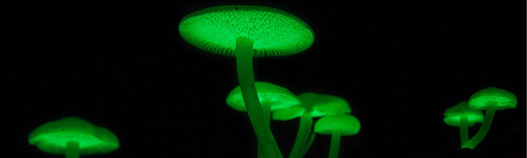 Bioluminescent fungi in the rainforest. 