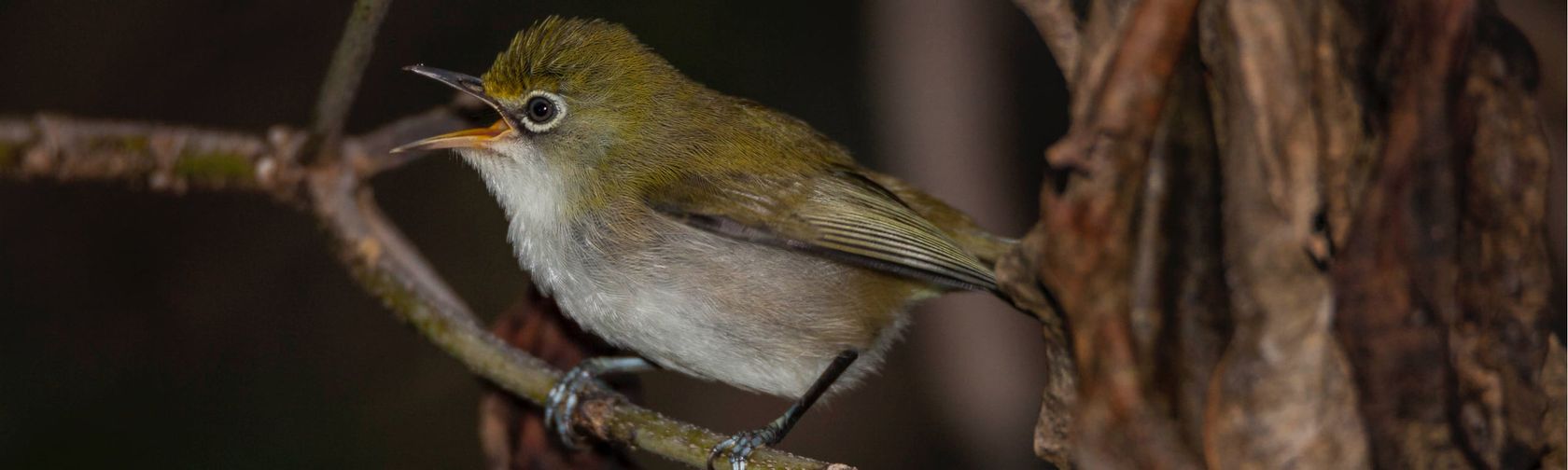 Christmas Island white-eye. Photo: Wondrous World Images