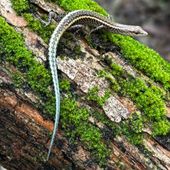Christmas Island blue-tailed skink on a mossy log