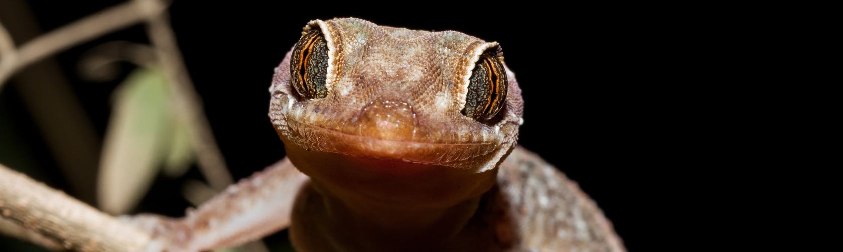 Giant gecko. Photo: Wondrous World Images