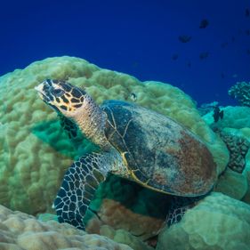 Hawksbill turtle. Photo: Wondrous World Images