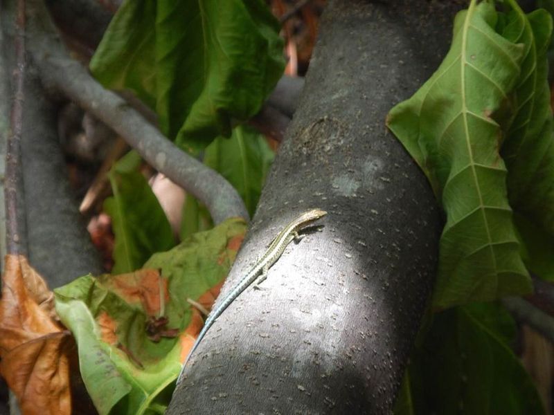 skink lazing in the sun on a tree branch.