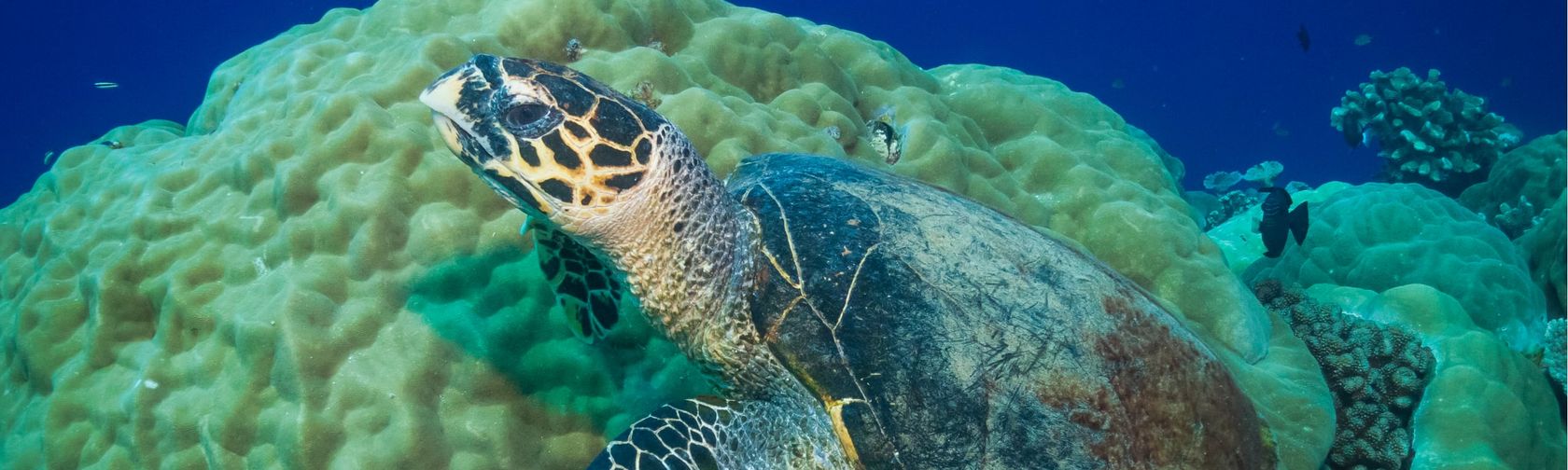 Hawksbill turtle. Photo: [Wondrous World Images](https://www.wondrousworldimages.com.au)