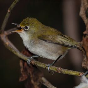 Christmas Island white-eye. Photo: Wondrous World Images