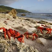 Red crab migration