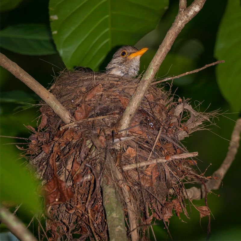 Christmas Island thrush nesting. Photo: Wondrous World Image.