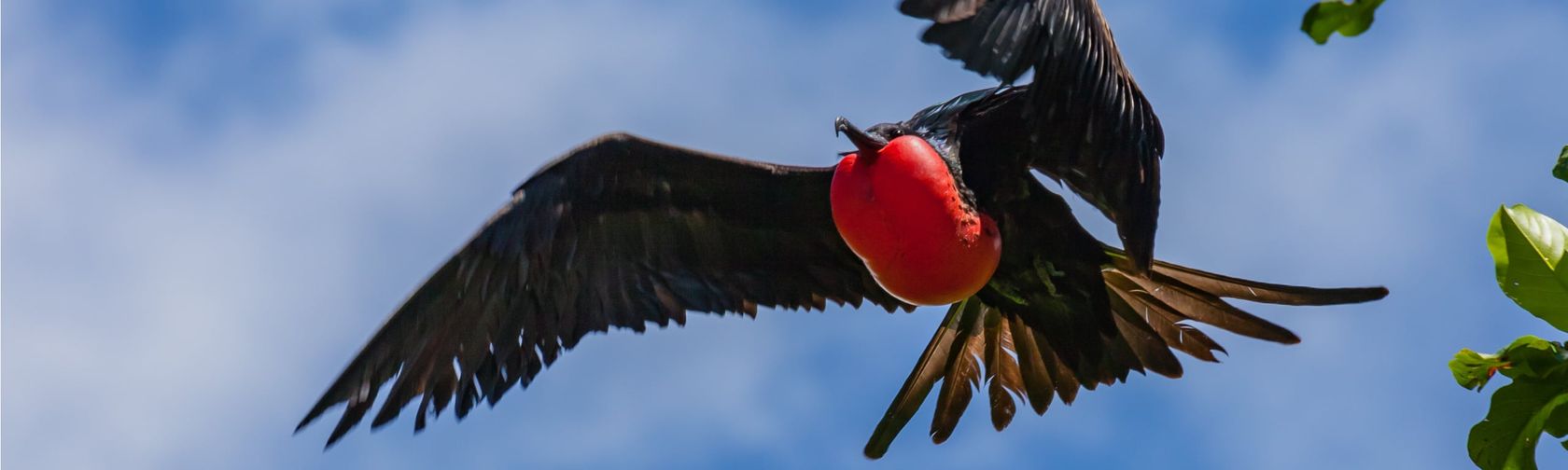 Frigatebird. Photo: Wondrous World Images