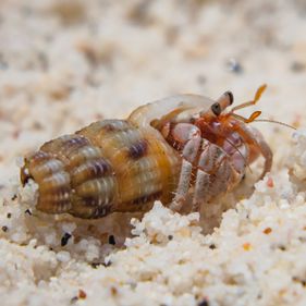 Tawny hermit crab. Photo: Wondrous World Images