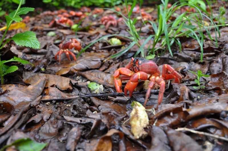 Red crab in the forest. Photo: Parks Australia.