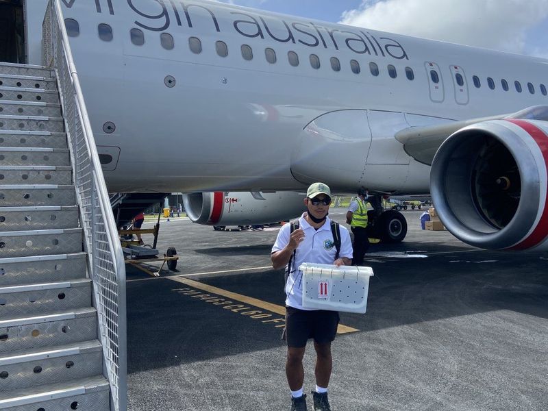 Siddiq Juljali arriving off the plane on CI and at the Lizard Lodge captive breeding facility. Photo: Virgin Australia.