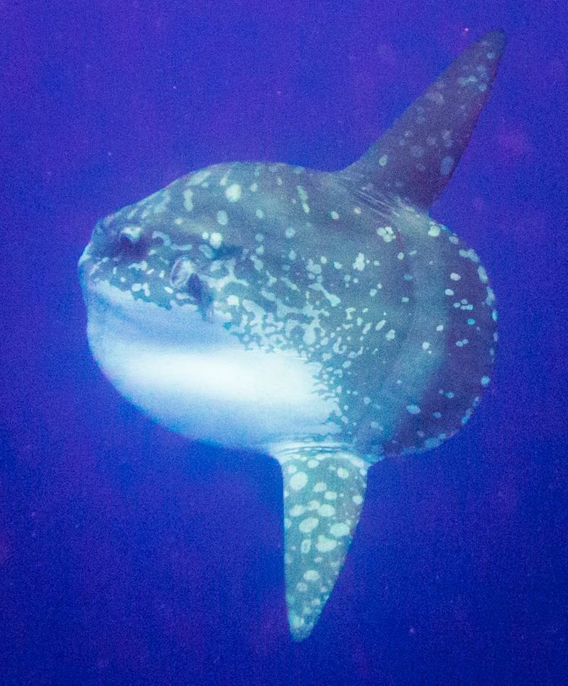 Mola mola swimming in ocean.