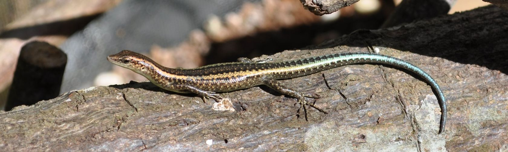 Blue-tailed skink from the captive breeding program