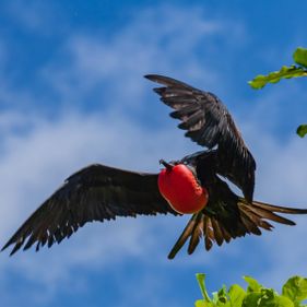 Frigatebird