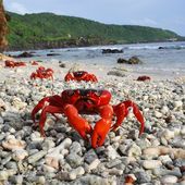 Christmas Island Red Crab