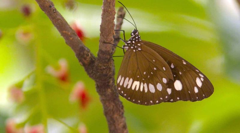 Butterfly| Christmas Island National Park.