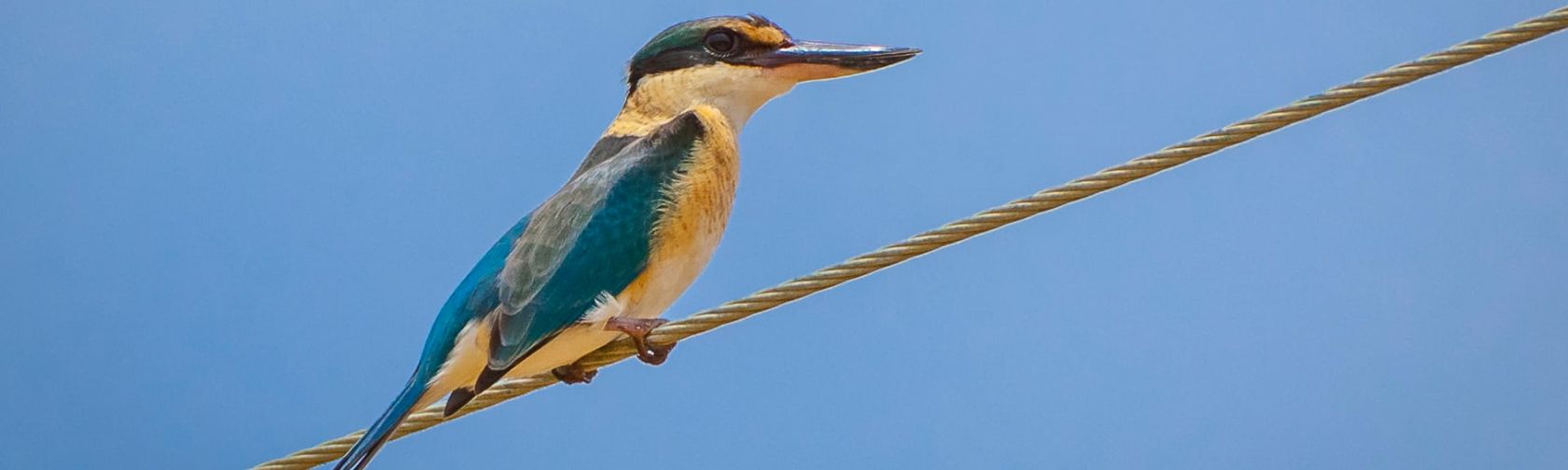 Sacred Kingfisher. Photo: Wondrous World Images