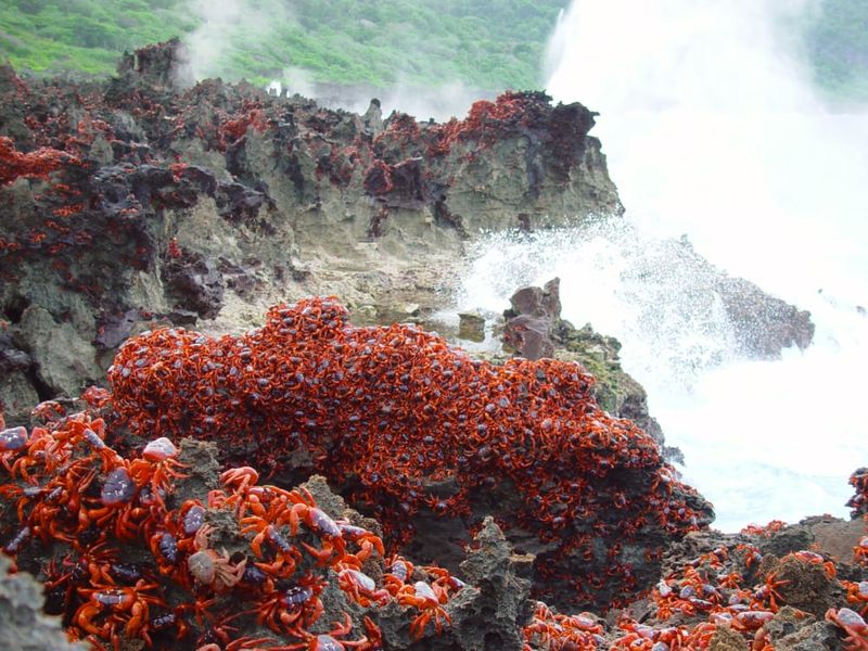 Red crabs on rocks at the Blowholes.