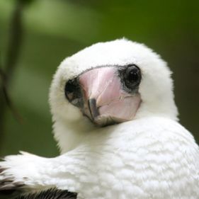 Abbott's Booby. Photo: Ian Montgomery / Christmas Island Tourism Association