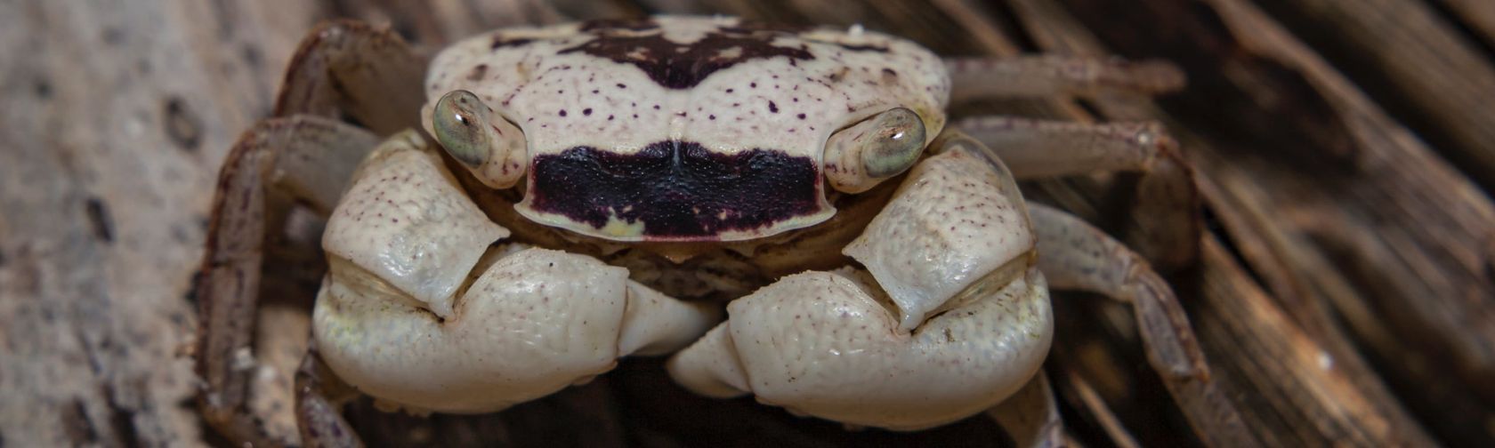 Mottled crab. 