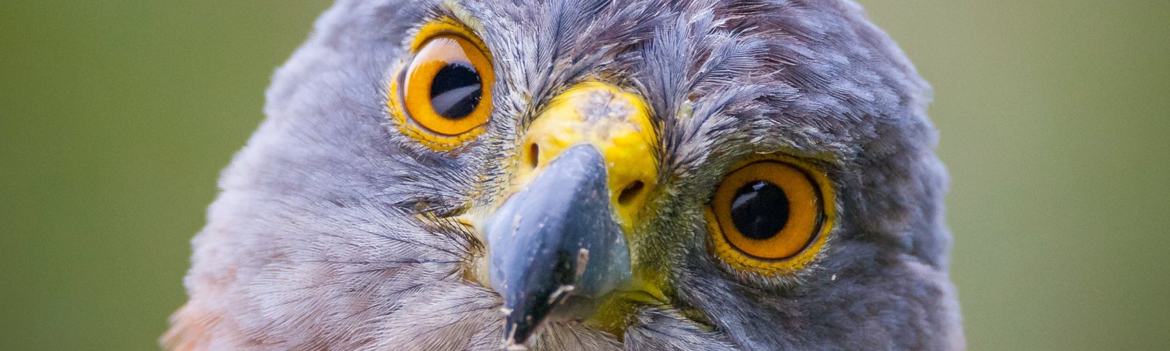 Christmas Island goshawk. Photo: Wondrous World Images