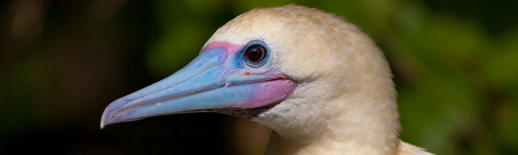 Red-footed booby. Photo: Wondrous World Images