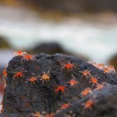 Baby crabs rock.