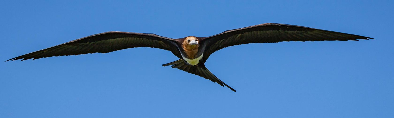 Frigatebird in flight. 