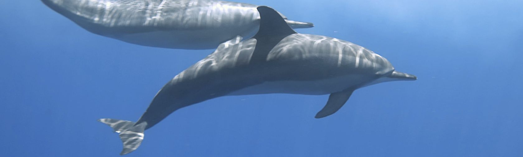 Spinner dolphins. Photo: Glen Cowans / Christmas Island Tourism Association