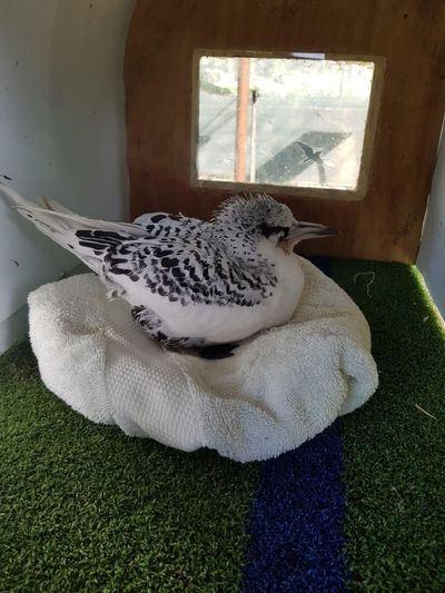 White-tailed tropic bird recovering at the seabird rehabilitation facility.