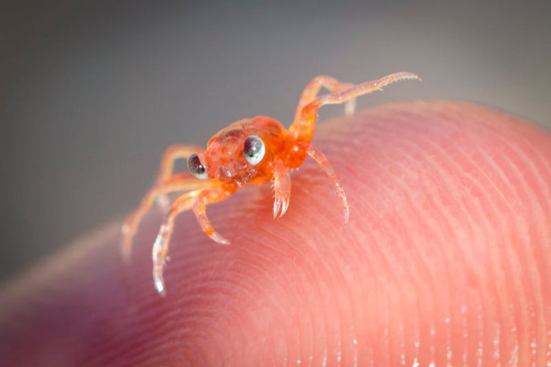 Baby red crab. Photo: Chris Bray.